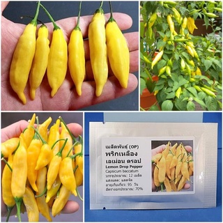 Hạt giống ơt lemon vàng chanh 20h