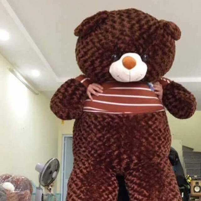 Gấu m8