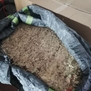 1kg dớn mềm trồng lan