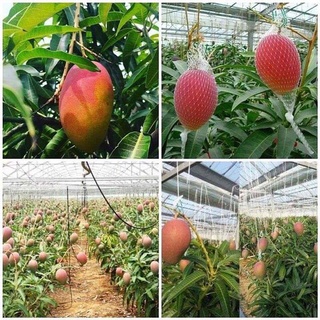 Cây giống xoài đỏ nhật bản.