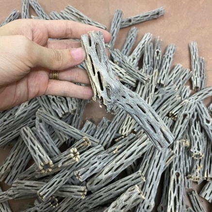 Lũa Cholla Cactus cho tép cảnh, lũa xương rồng trang trí tăng sức đề kháng bể tép, cá pleco, tôm cảnh crayfish