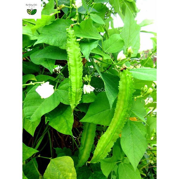 Hạt Giống Đậu Rồng  Gói 5Gr