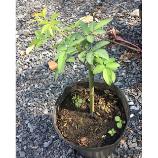 Cây giống hoa hồng leo bầu đất ổn định