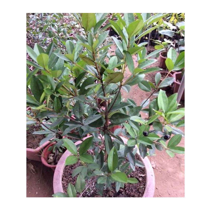 Cây cherry brazil, bầu to, cây đẹp, cao từ 70-100cm.