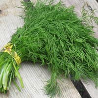 Hạt giống - Lá thì là / Thì là Sowa  Hạt giống thảo mộc - NHẬP KHẨU 100h