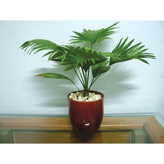 Hạt giống cọ cảnh để bàn - 3 hạt