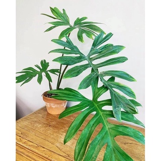 Cây philodendron mayoi