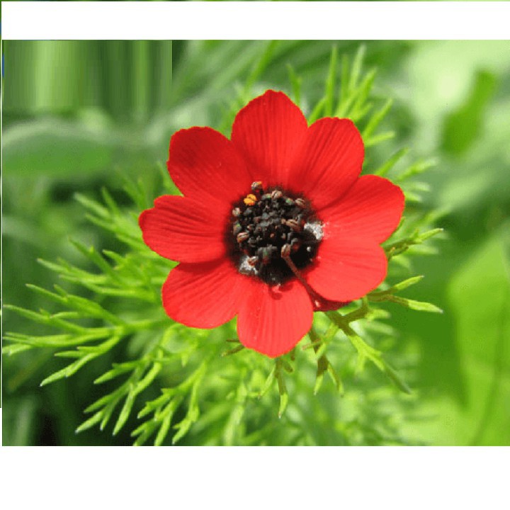 Hạt giống hoa uyển hồng gói 100 hạt golden seed
