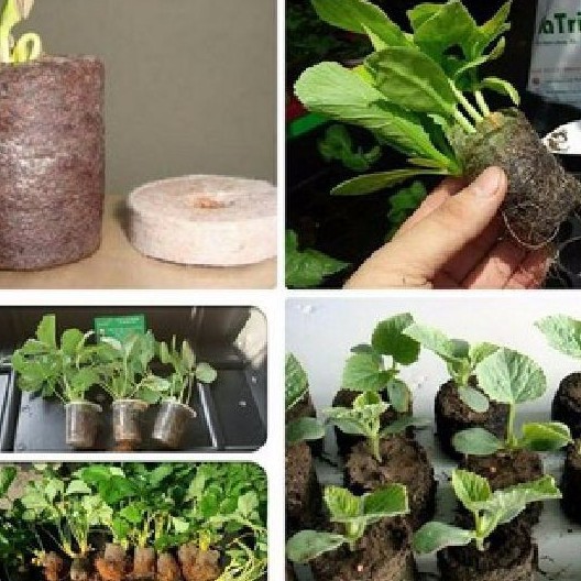 Viên nén ươm hạt xơ dừa - viên nén ươm hạt - 10 viên -sth