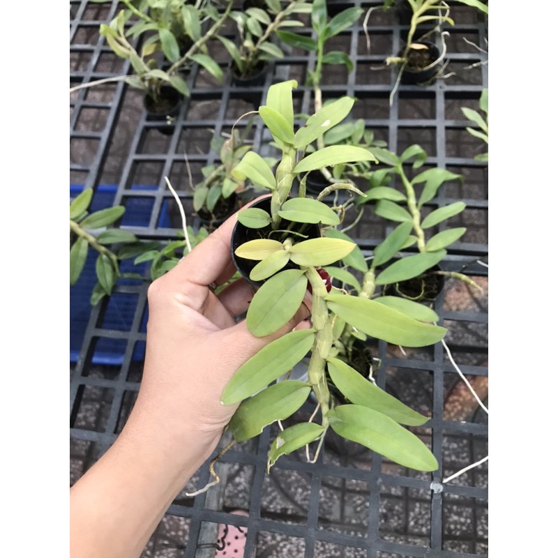 Phi Điệp 5ct Cây Con