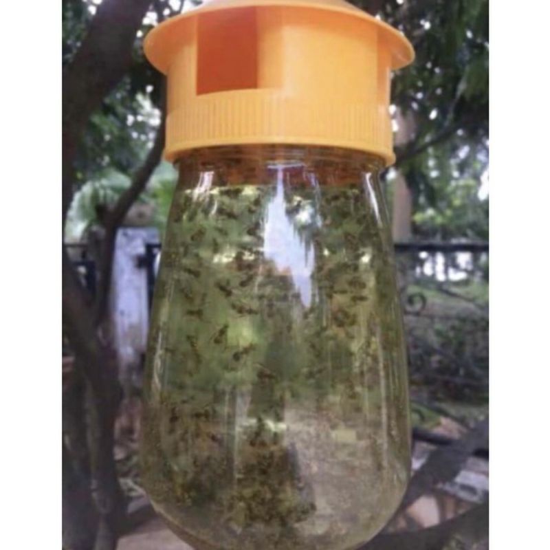 Bình bẫy ruồi - Bình + chất dẫn dụ ruồi vàng đục trái.