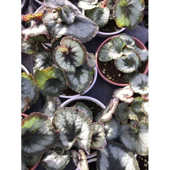 Begonia Escargot - Thu hải đường có phiến lá xoắn ốc độc đáo