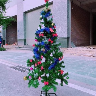 Cây thông noel