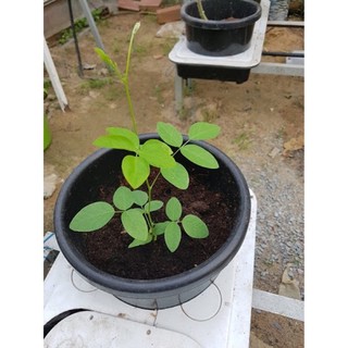 cây giống hoa đậu biếc bầu đất không chậu