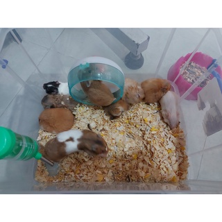 Hamster bear (tam thể)