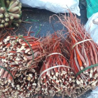 SÂM CÂU ĐỎ TƯƠI 1KG (đẹp)