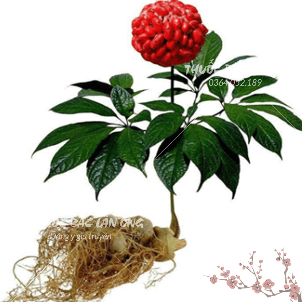 Củ tam thất bắc 1kg (Loại to 5 củ/lạng, bồi bổ sức khỏe, tăng cường trí nhớ)