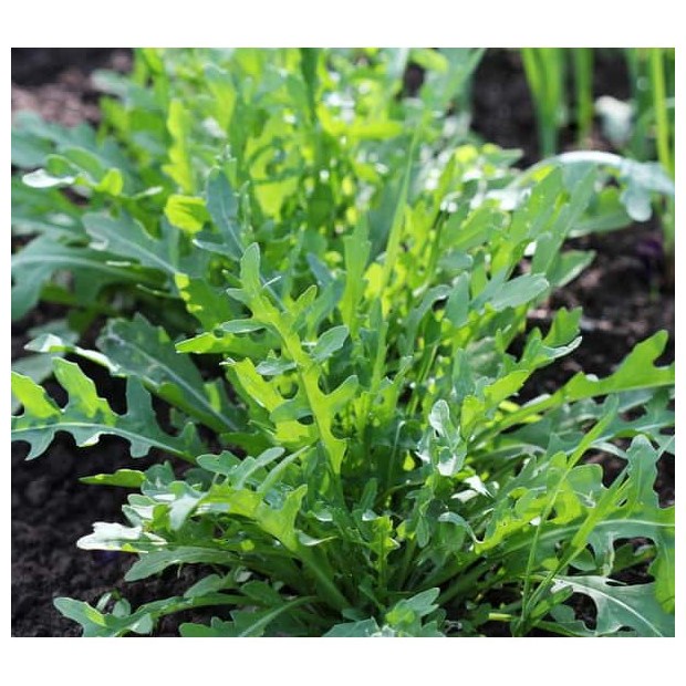 Hạt giống Rau thơm Wild Rocket, đóng gói 1gr