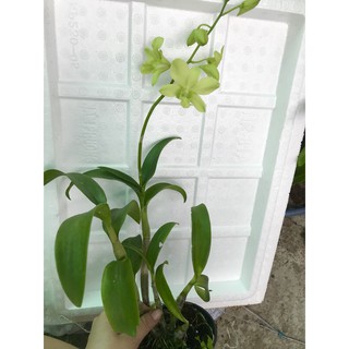Lan denro màu xanh cây tơ