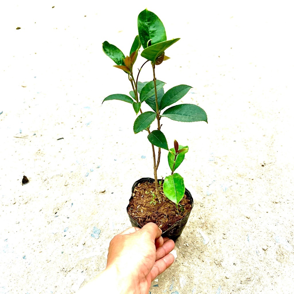 Cây mộc hương ta hoa vàng - THẾ GIỚI HOA CÂY CẢNH - cao 30-40cm..