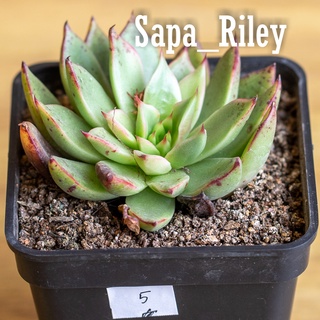 Sen đá Echeveria nhiều màu