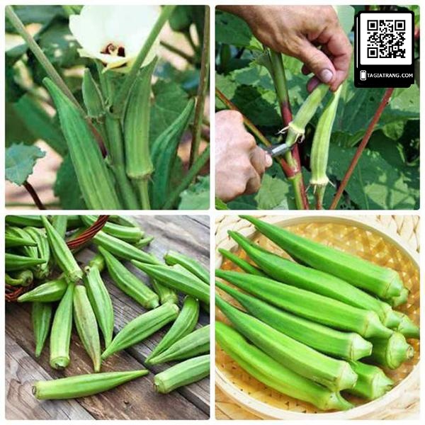 Hạt_Giống_Đậu_Bắp_Xanh_Tím 20 hạt (tặng kèm kích mầm và phân bón )