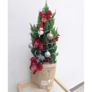 Cây thông noel (cây sơn tùng) trang trí giáng sinh kèm phụ kiện
