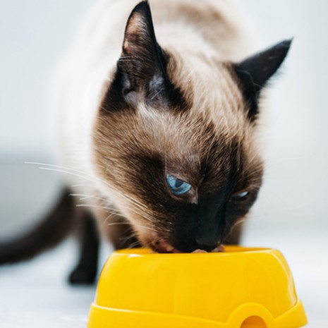 [Mã PET50K giảm Giảm 10% - Tối đa 50K đơn từ 250K] Thức Ăn Hạt Cho Mèo Con Me-O 1,1kg Giá Rẻ