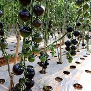 Hạt giống cà chua bi socola (30H)
