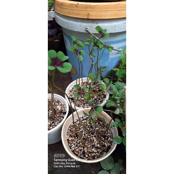 Củ oxalis iron cross