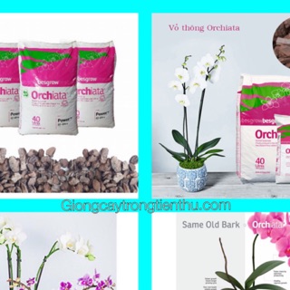 Vỏ thông new zealand ochiata nhập khẩu