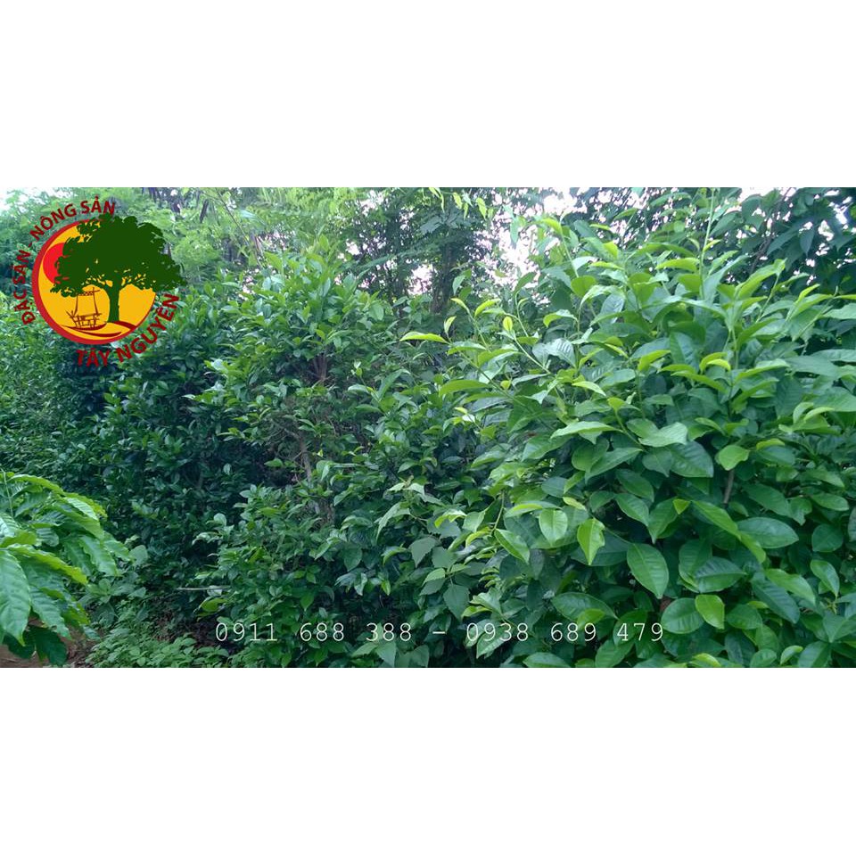 BỘT TRÀ XANH RẪY KON TUM 200GR