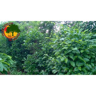 BỘT TRÀ XANH RẪY KON TUM 200GR