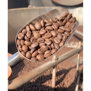 Cà phê mộc robusta nguyên chất 100g