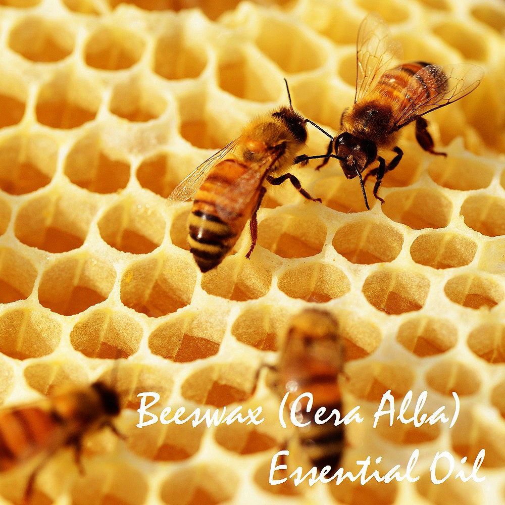 Tinh dầu sáp ong Beeswax Essential Oil (Cera Alba)