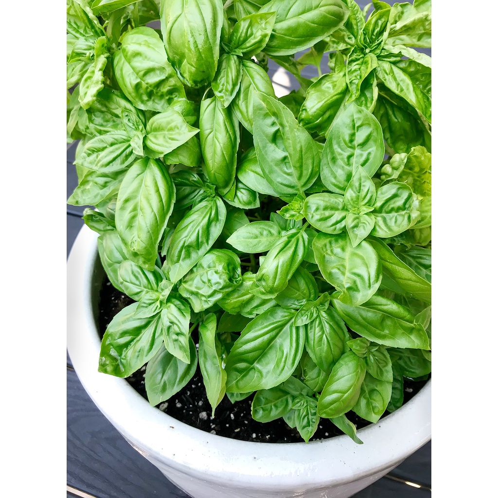 HẠT GIỐNG CÁC LOẠI RAU GIA VỊ HÚNG/ BASIL/ BẠC HÀ  - 1 Gói