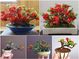 Hạt giống hoa Mai đỏ
