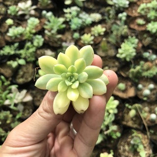 Sen mặt trời var vĩ