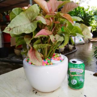 Caladium Hồng - Trầu Bà Lá Hồng