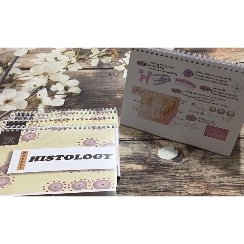Pocket Mô học// Pocket Histology