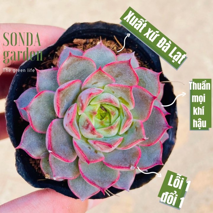 Sen đá hoa hồng đỏ SONDA GARDEN size bé 5-8cm, xuất xứ Đà Lạt, khoẻ đẹp, lỗi 1 đổi 1