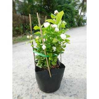 Cây Hoa Lài( Nhài) Chậu Nhựa