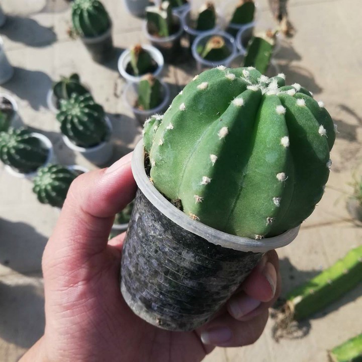 xương rồng khế