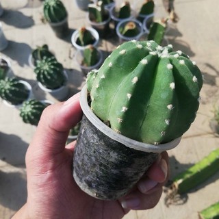 Xương rồng khế