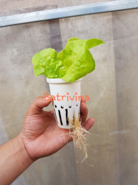 Combo 50 Rọ trồng rau thủy canh trắng nhựa nguyên sinh (100 x 65 mm)