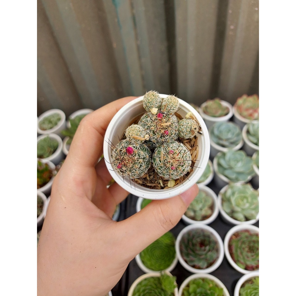 Xương rồng trứng chim
