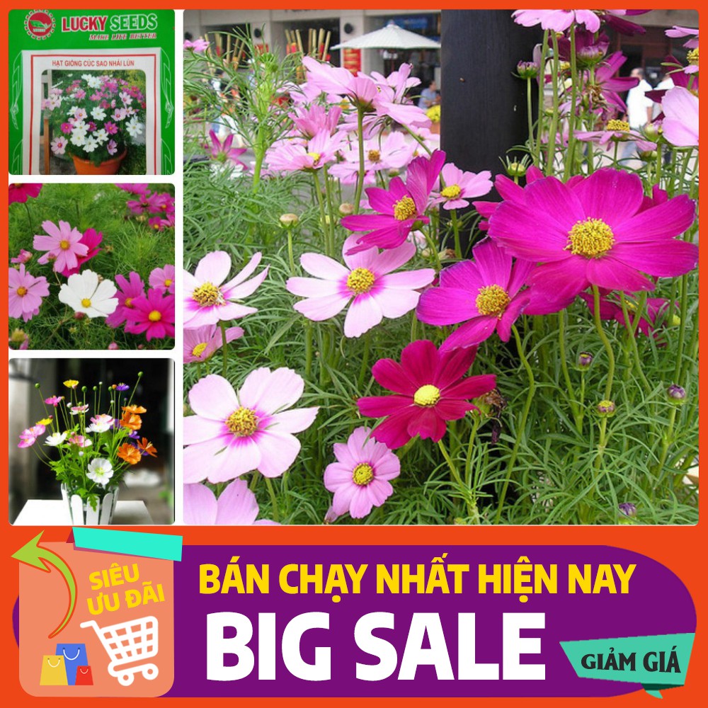 Hạt Giống Hoa Sao Nhái Lùn F1 100H | Shopee Việt Nam