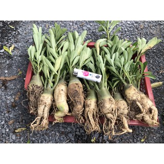 Cây giống sứ kim tự tháp 1 năm tuổi - Cây nguyên bản gieo từ hạt nhập Thái