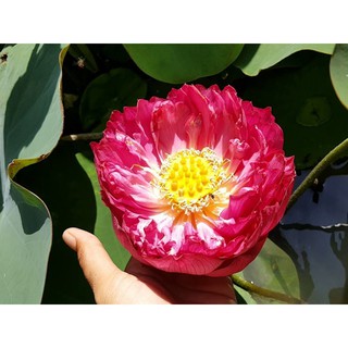 Gói 4 Hạt Giống Hoa Sen Bách Diệp màu đỏ nảy mầm 100%