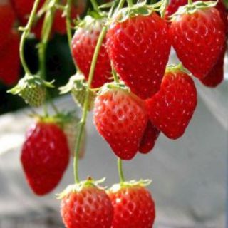 5 cây dâu tây akihime cấy mô ổn định trong ly